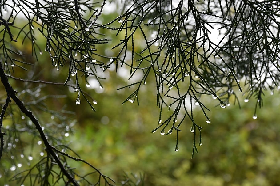 plant, tree, focus on foreground, branch, drop, beauty in nature HD wallpaper