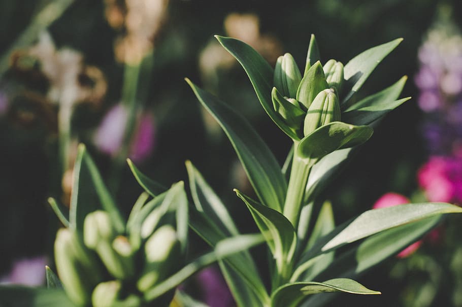 Green Plant in Shallow Focus Photography, bright, close-up, color HD wallpaper