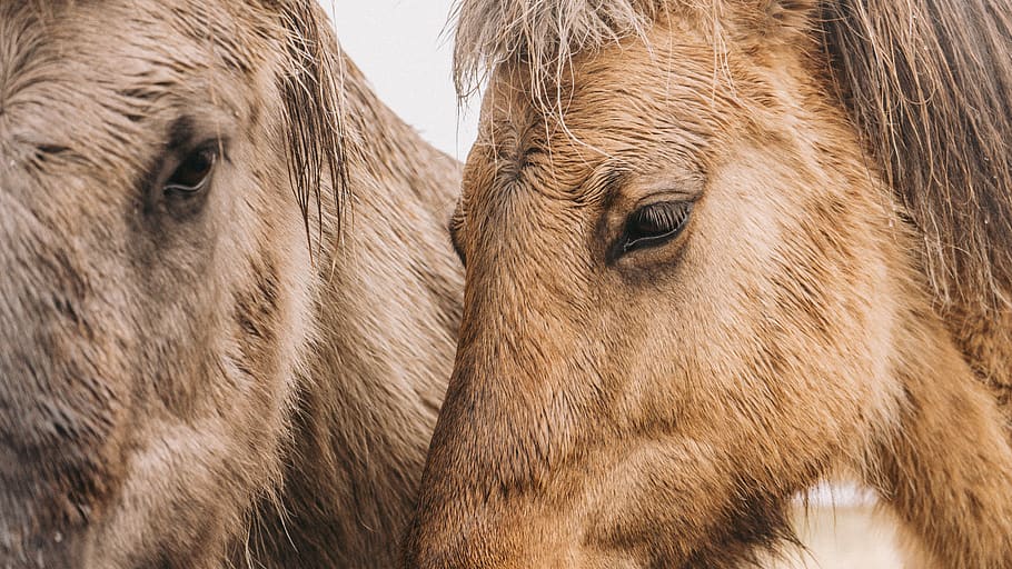 iceland, animal, animal themes, mammal, livestock, group of animals HD wallpaper