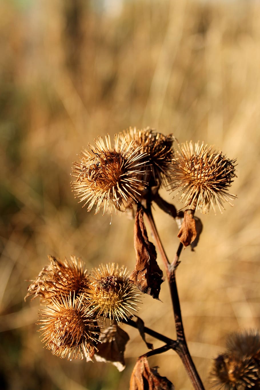 drought, thistle, dry, nature, flower, prickly, spur, summer HD wallpaper