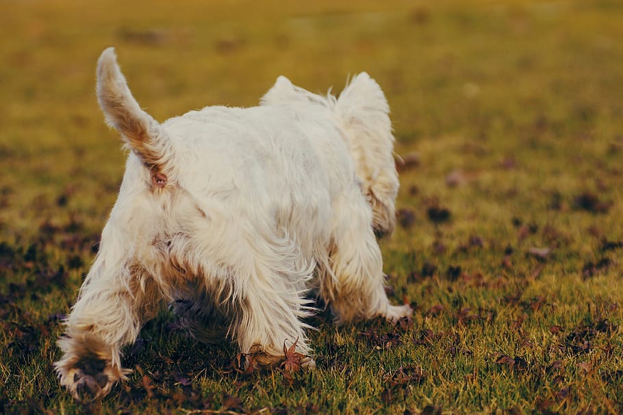 white dog, pet, mammal, animal, canine, china, 292 ye hui lu HD wallpaper
