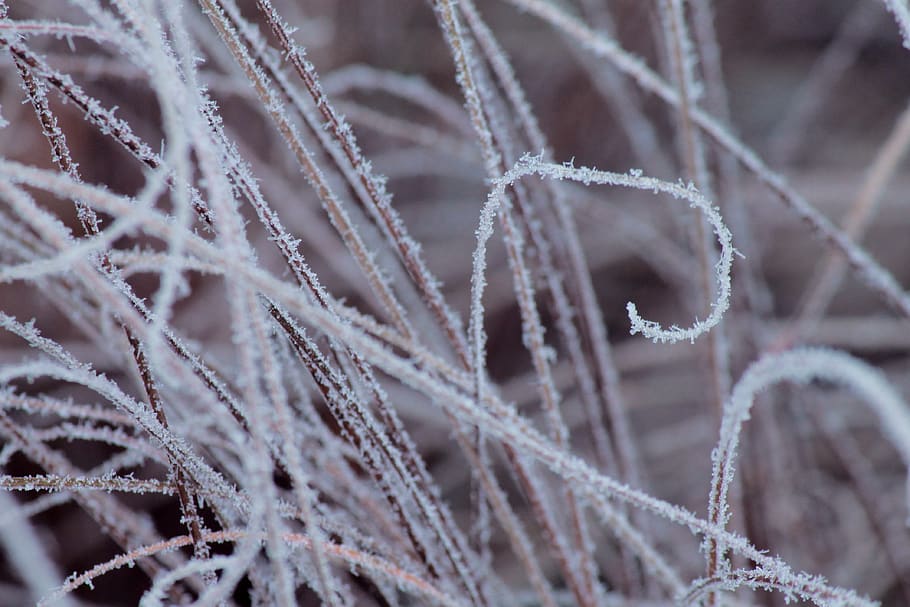 ice, nature, outdoors, snow, frost, winter, cold, stock, fragile HD wallpaper