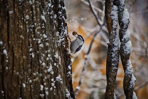 bird on the tree trunk, animal, plant, jay, snow, nature, blue jay HD wallpaper