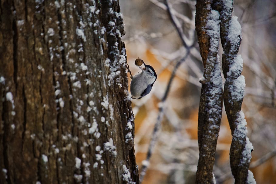 bird on the tree trunk, animal, plant, jay, snow, nature, blue jay HD wallpaper