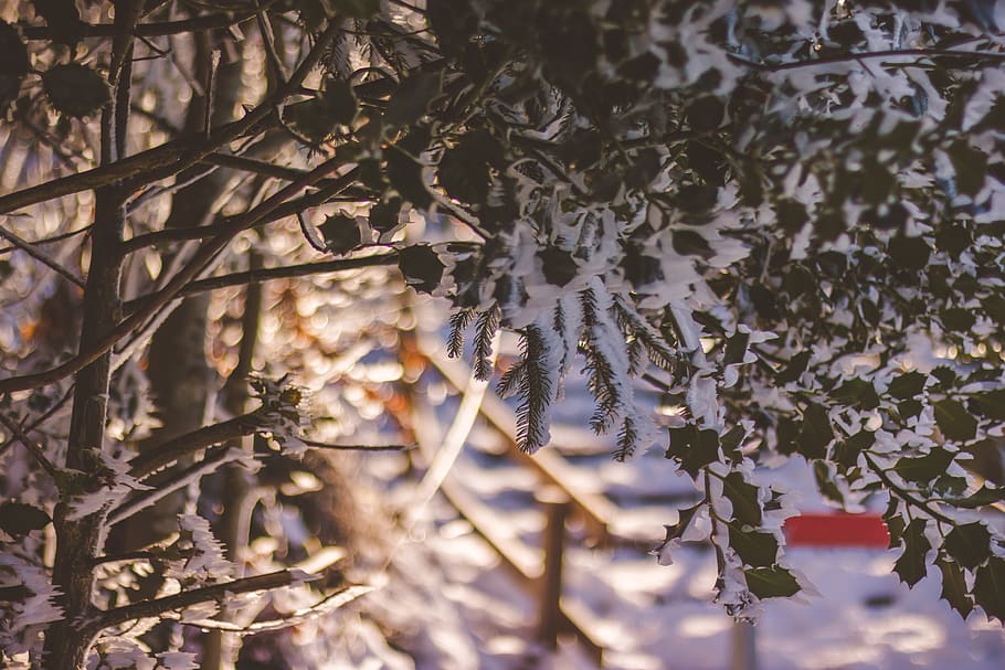 outdoor, winter, cold, leafs, plants, snow, stairs, blurry background HD wallpaper