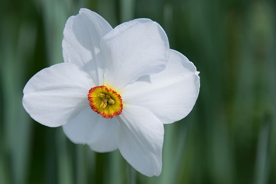White 6 Petaled Flower, bloom, blossom, close-up, daffodil, flora HD wallpaper