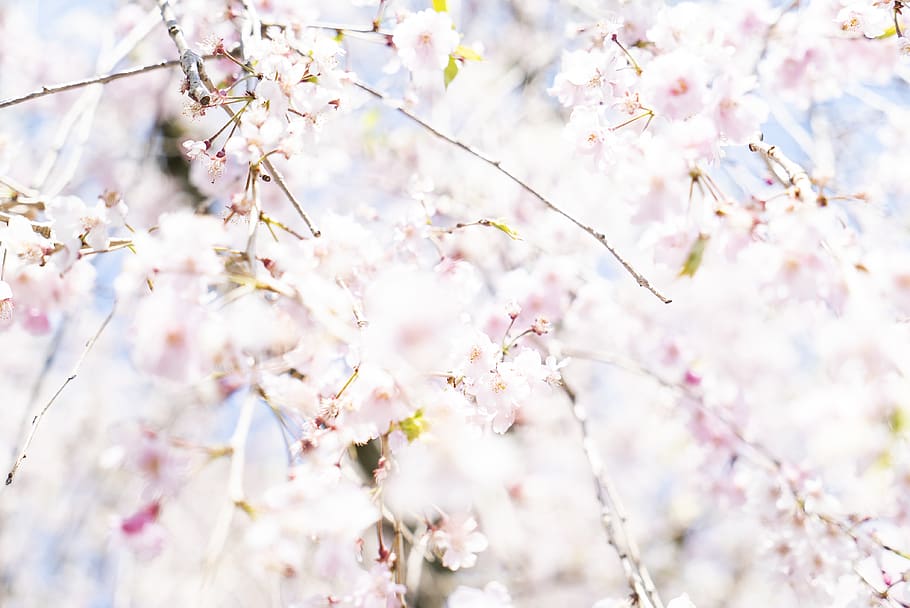 white flowering tree, plant, blossom, cherry blossom, kyoto, japan HD wallpaper