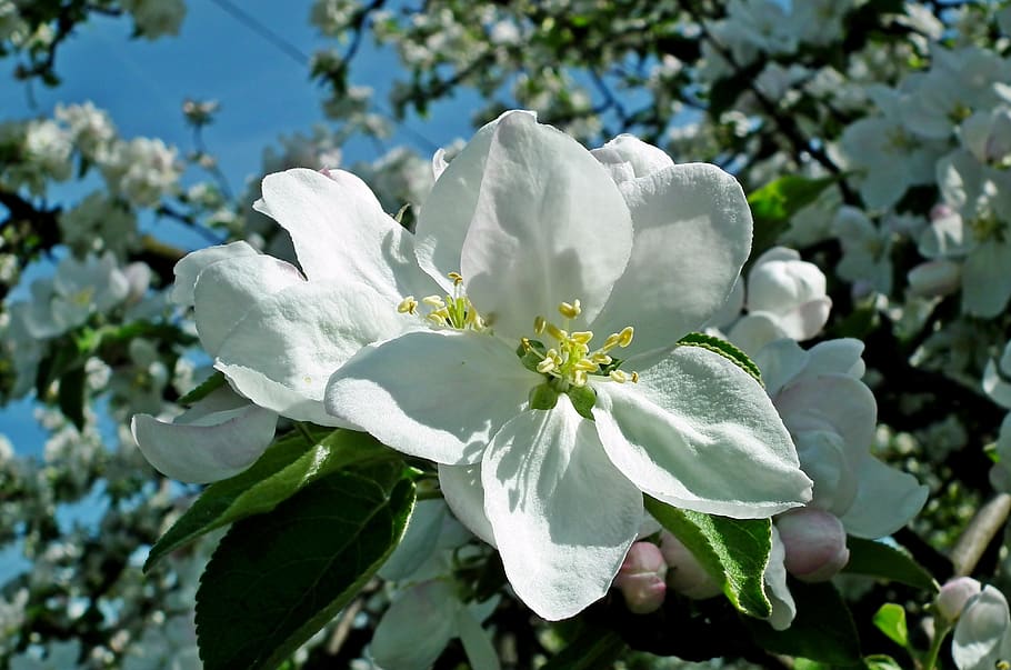apple, flowers, tree, spring, branch, sad, beautiful, nature HD wallpaper