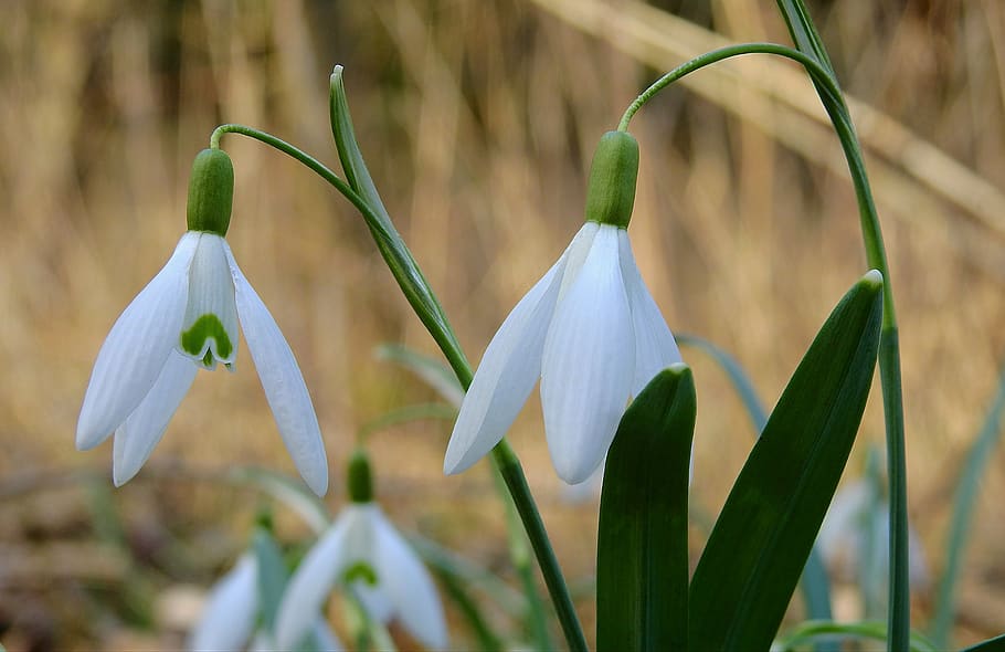 sector, snowdrop, flowers, early spring, plant, growth, beauty in nature HD wallpaper