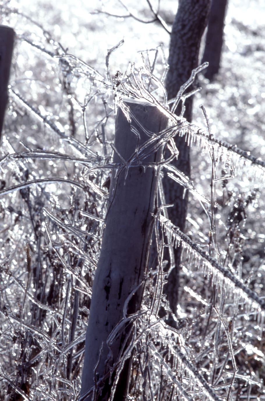 ice, white, light, plant, tree, branch, nature, focus on foreground HD wallpaper