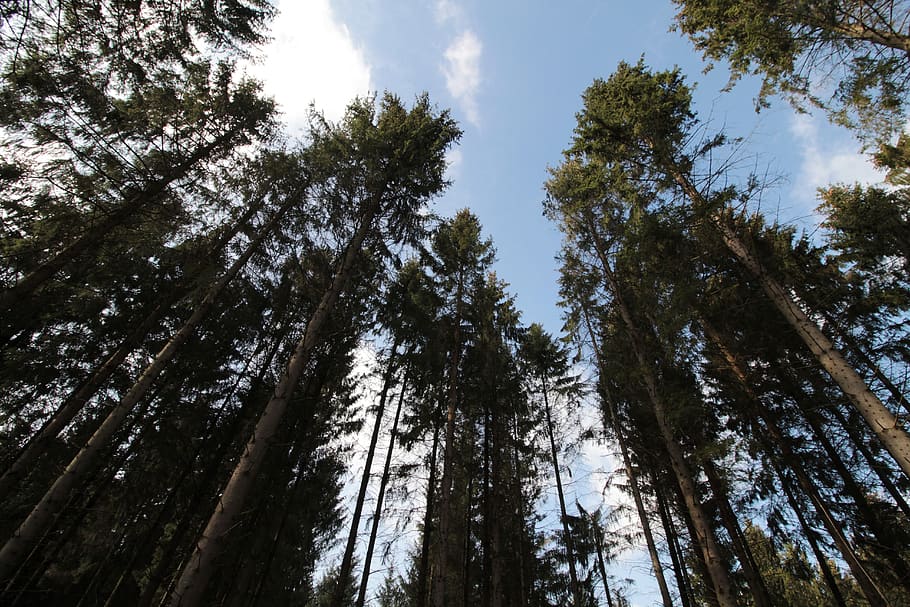 forest, nature, treetops, high, spruce, pine, trees, winter HD wallpaper