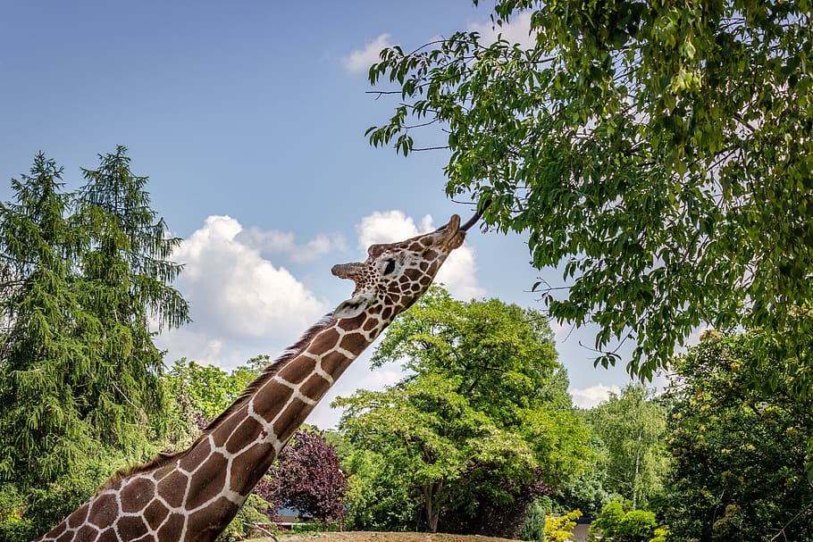 brown giraffe beside tree, wildlife, animal, mammal, lick, safari HD wallpaper