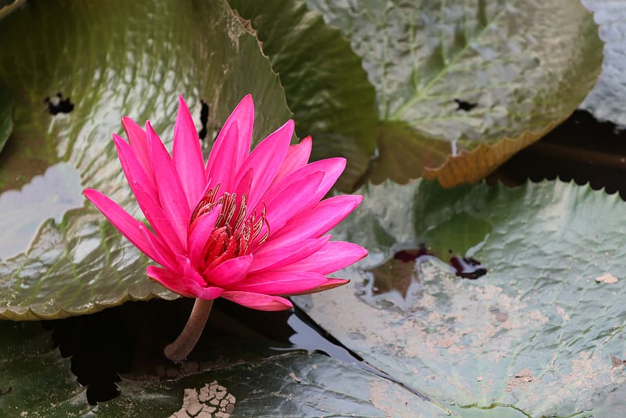 multiple, waterlily, pink, nice, flowers, leaf, pond, fresh HD wallpaper