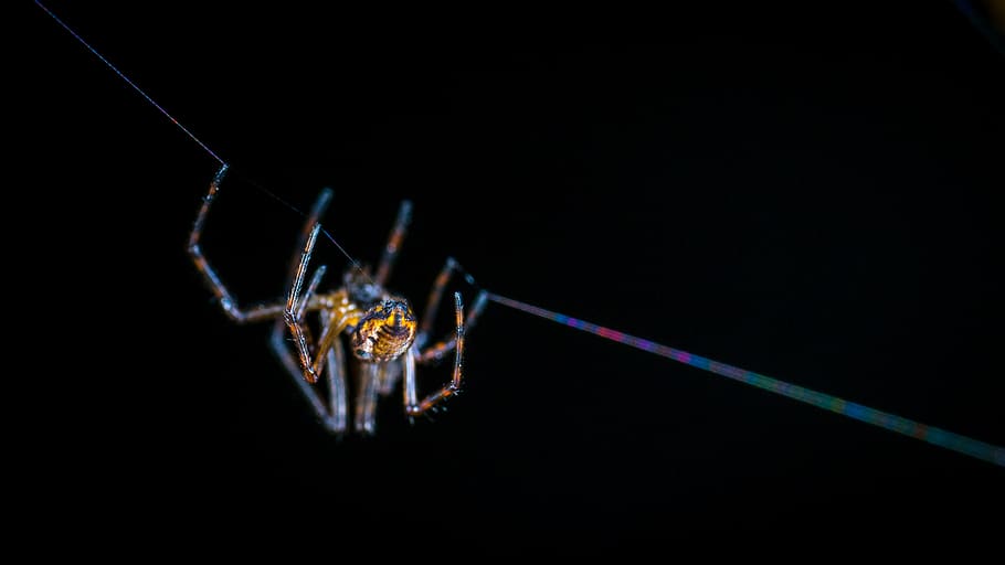 Brown Spider on Web in Selective-focus Photography, animal, arachnid, HD wallpaper