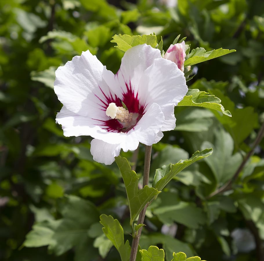 mallow, flower, malvaceae, summer, flora, white mallow, pistil, HD wallpaper