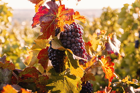 Vineyards at sunset in autumn harvest. Ripe grapes in fall., fruit HD wallpaper