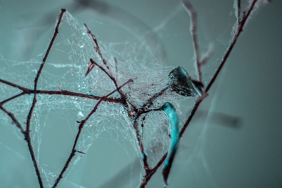 spain, lanzarote, close-up, broken, no people, fragility, spider HD wallpaper