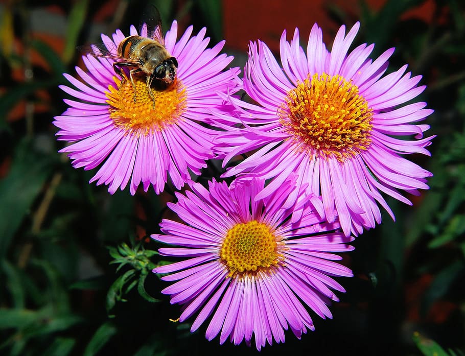 3 Pink Clustered Flowers in Close Up Shots, bee, chamomile, close-up, HD wallpaper