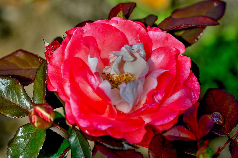 rose, flower, red, rose bloom, garden rose, nature, summer HD wallpaper
