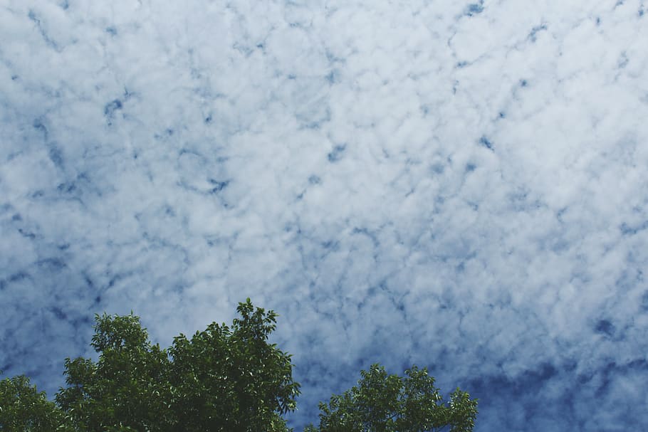 nature, trees, sky, clouds, blue, white, environment, plant HD wallpaper