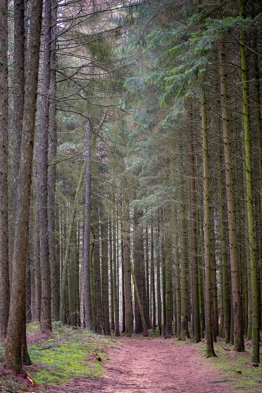 forest, trees, path, nature, landscape, mystical, winter, plant HD wallpaper