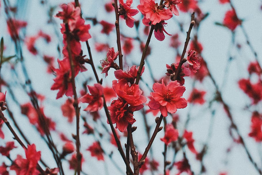 red petaled flowers, flowering plant, beauty in nature, growth HD wallpaper