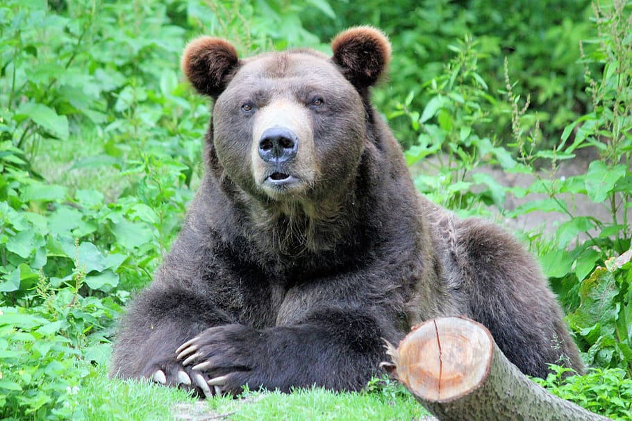 brown bear on green grass, animal wildlife, mammal, animals in the wild HD wallpaper