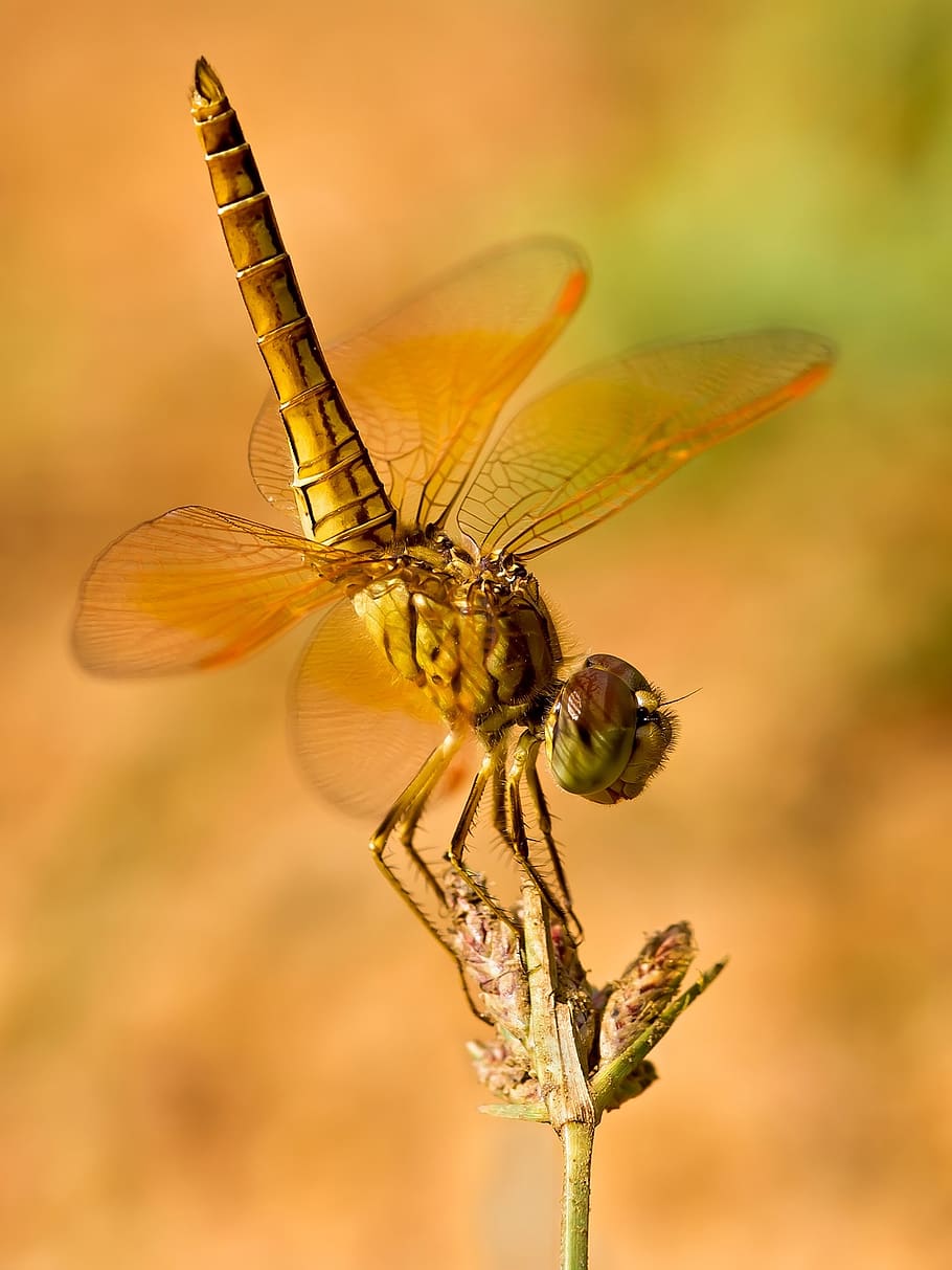Brown Dragonfly Perching on Flower Bu, close-up, insect, www HD wallpaper