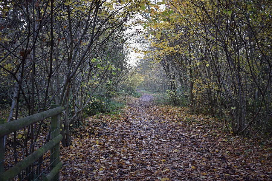 ground, path, plant, tree, trail, road, gravel, dirt road, nature HD wallpaper