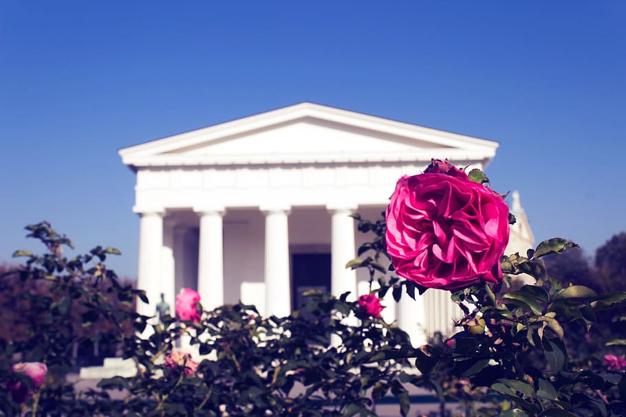 Photo of Red Rose with White Concrete Building in the Background HD wallpaper