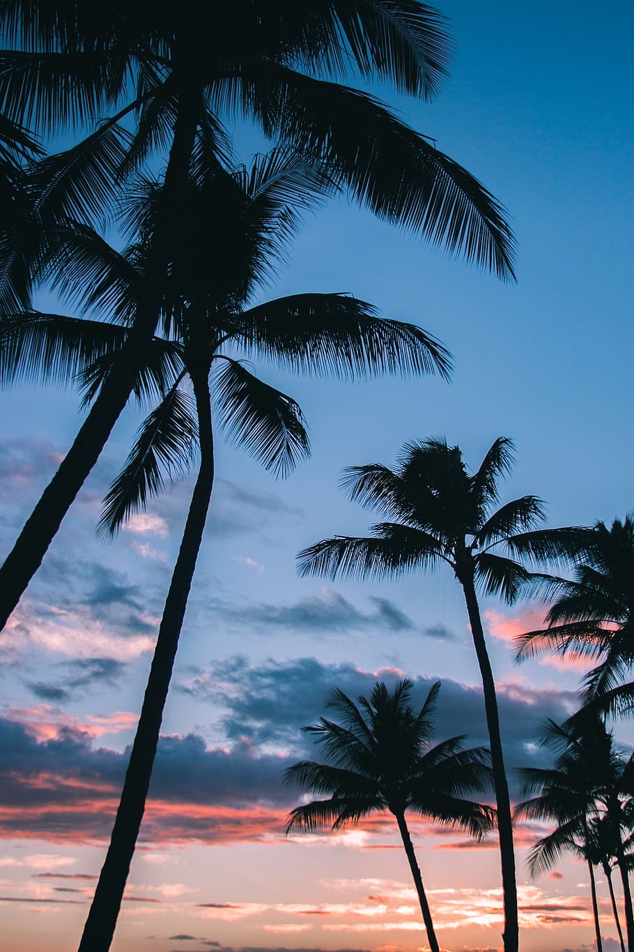 low angle photography of coconut trees, sky, silhouette, leaf HD wallpaper