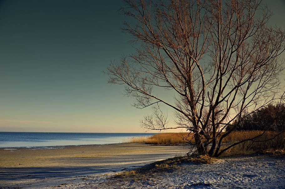 tree, landscape, sea, ebb, watts, sand beach, nature, lighting HD wallpaper