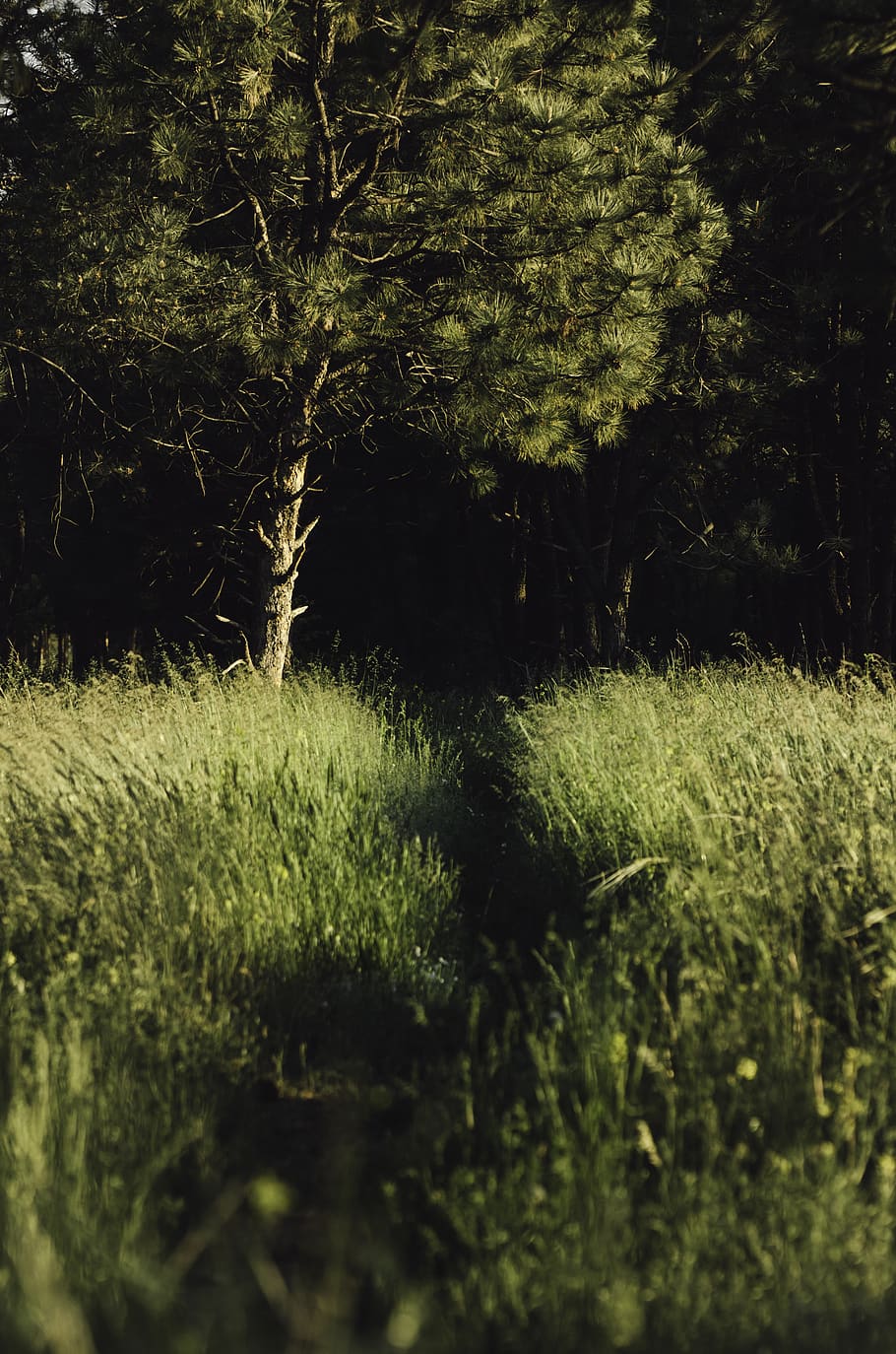 russia, kamyshin, plant, growth, tree, land, nature, green color HD wallpaper