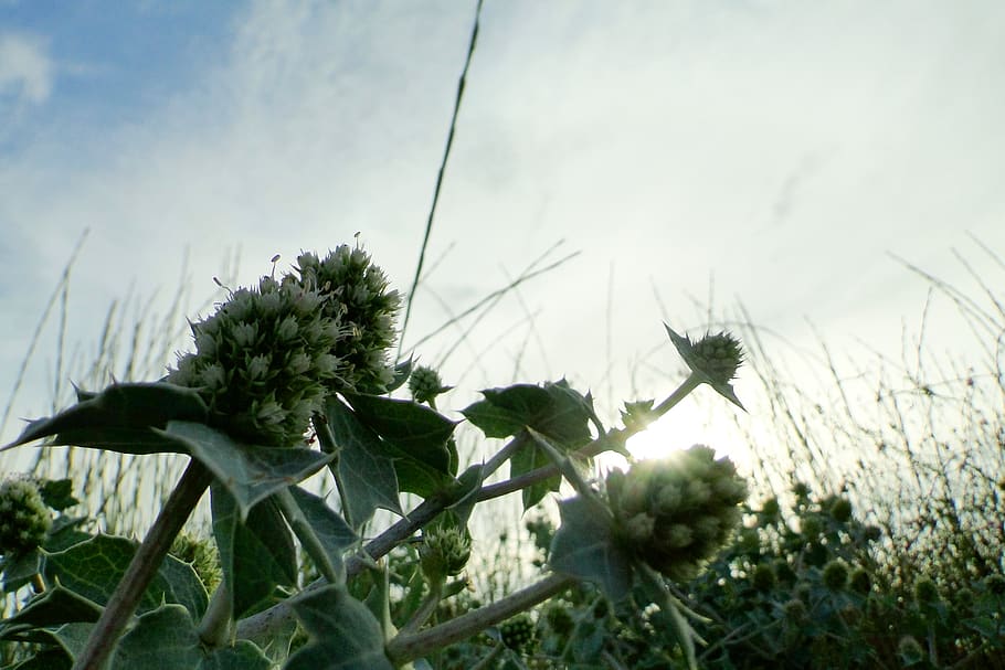 nature, plant, growth, sky, flower, flowering plant, beauty in nature HD wallpaper