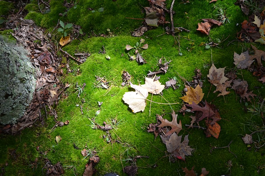 forrest floor, leaves, plant, land, leaf, plant part, field HD wallpaper