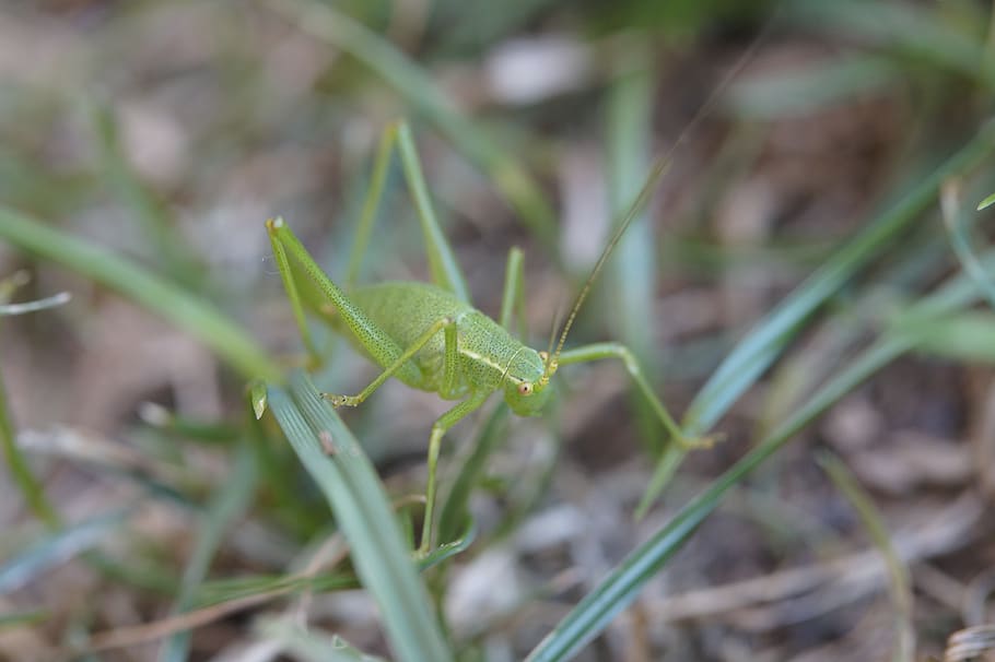 grasshopper, insect, meadow, close up, macro, viridissima, animal HD wallpaper
