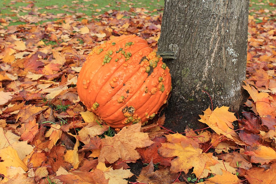 pumpkin, fall, leaves, tree, background, style, cute, profile HD wallpaper