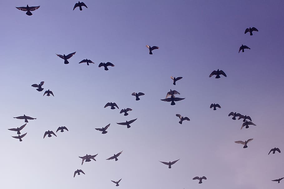 Low Angle Photography of Flock of Bird Flying, animals, blue HD wallpaper