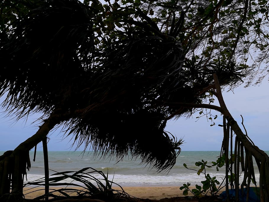 thailand, rayong, tree, plant, beach, sky, growth, beauty in nature HD wallpaper