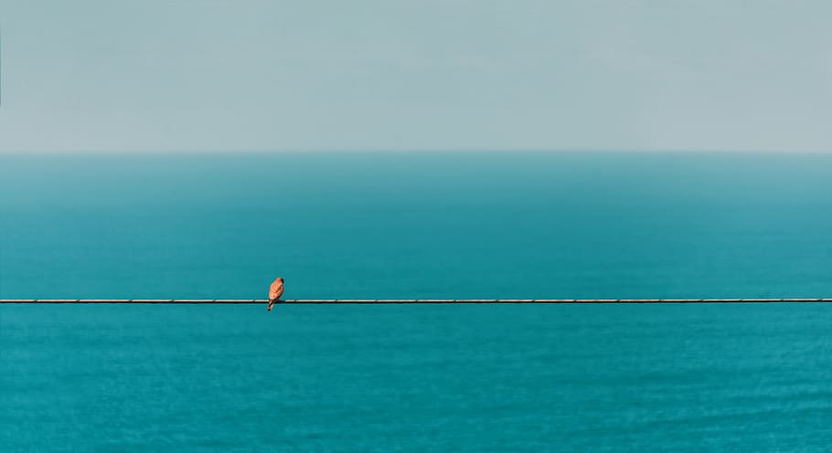 spain, minimalism, wire, bord, bird, sea, water, horizon over water HD wallpaper
