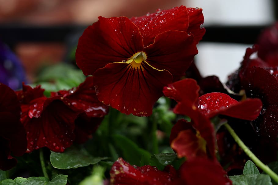 pansy, red, flower, rain, wet, supplies, drops, close-up, flowering plant HD wallpaper