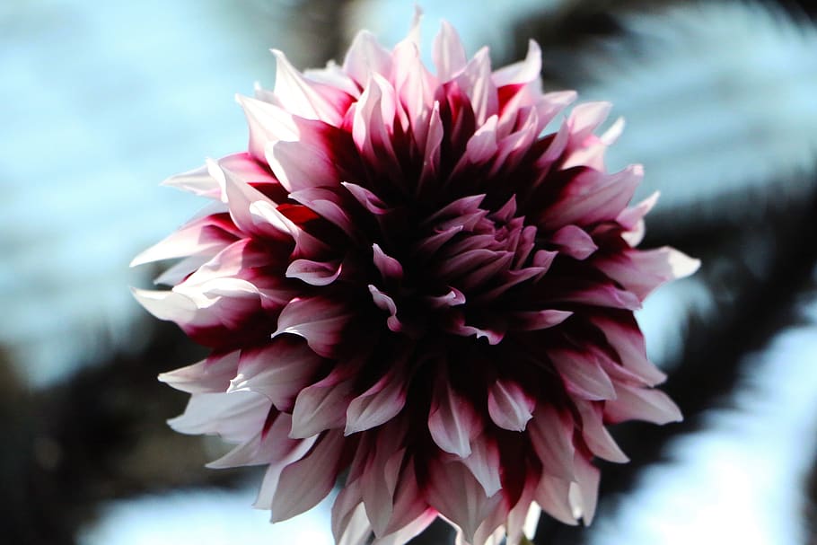 purple, flower, flora, flowering plant, fragility, vulnerability HD wallpaper