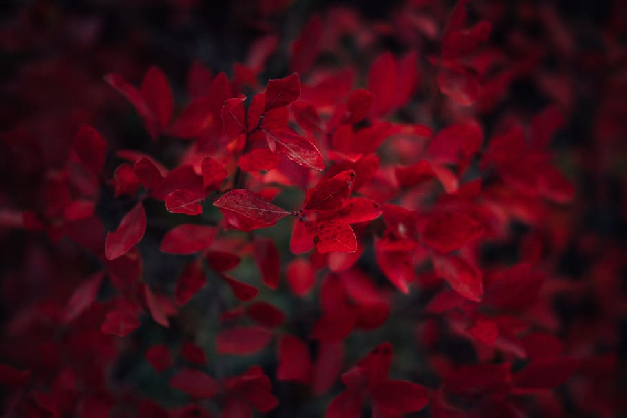 red petaled flowers, plant, blossom, geranium, leaf, bush, foliage HD wallpaper