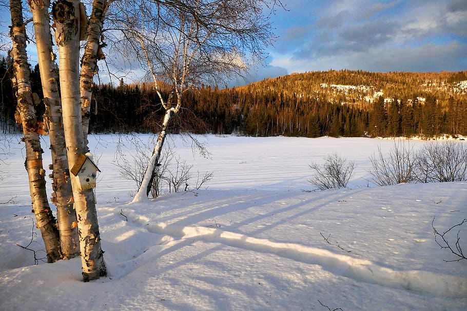 landscape, winter, nature, trees, birch, mountain, cold, gel HD wallpaper