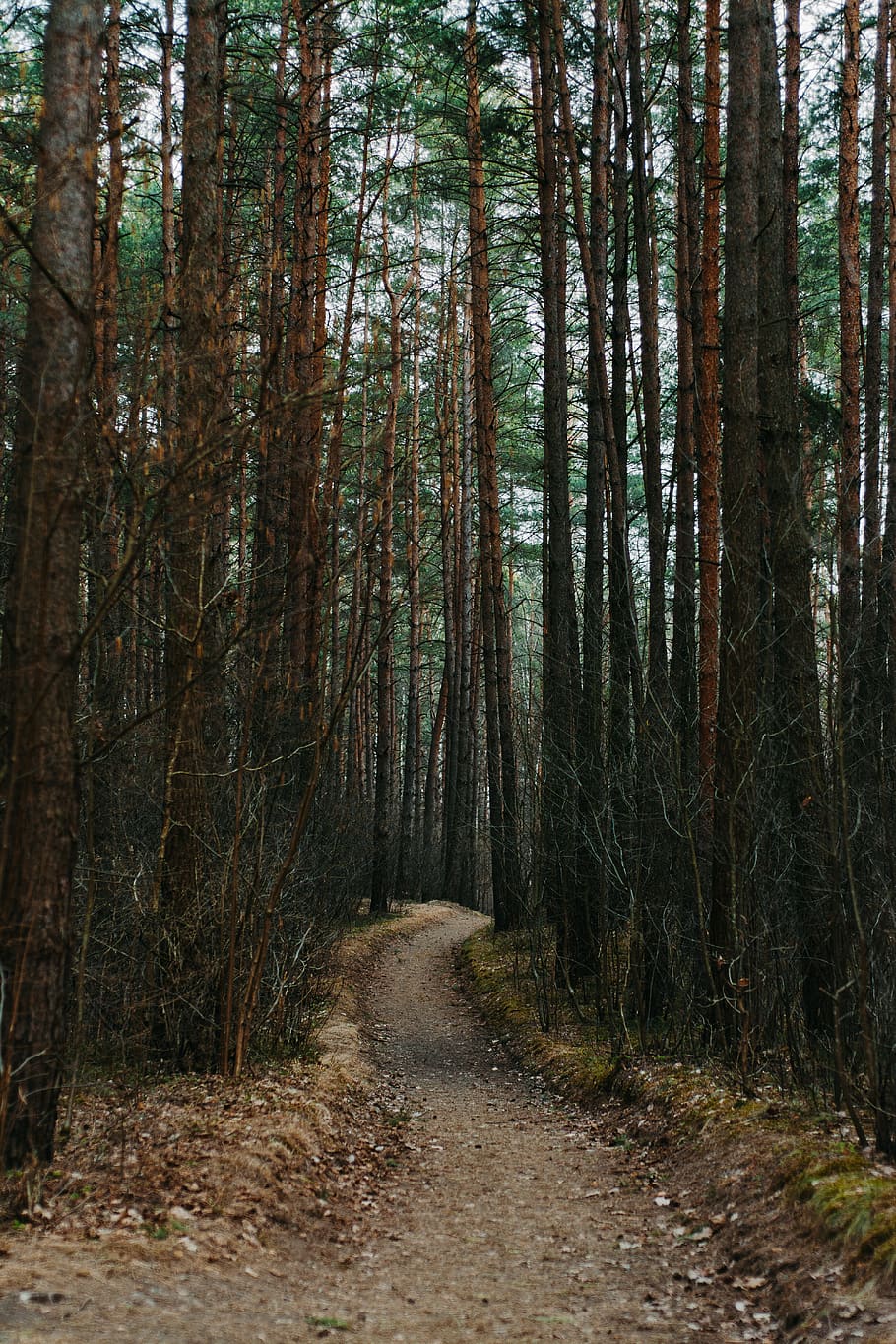brown tree tunnel, forest, land, direction, plant, the way forward HD wallpaper