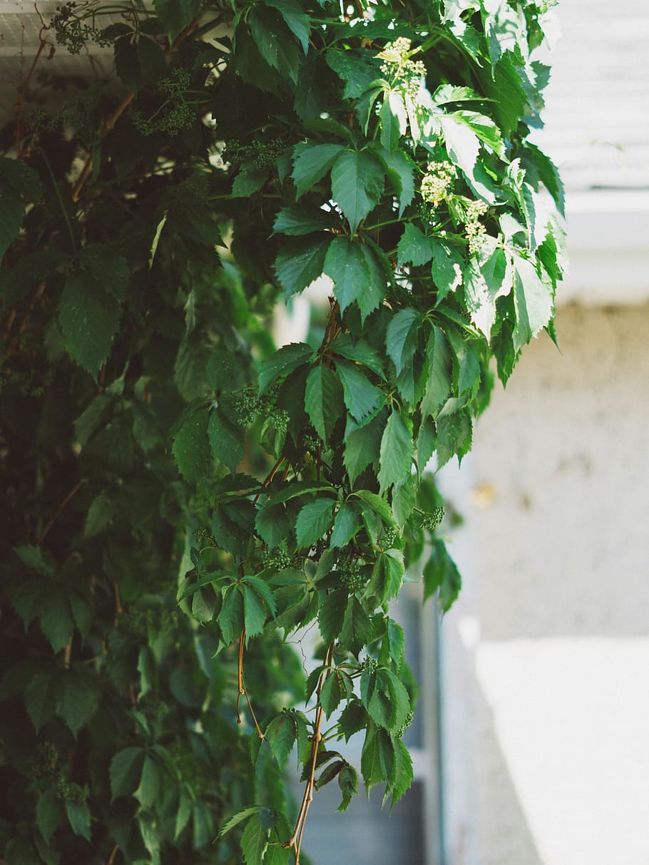 canada, saskatchewan, vibes, summer, green, vines, bush, tree HD wallpaper