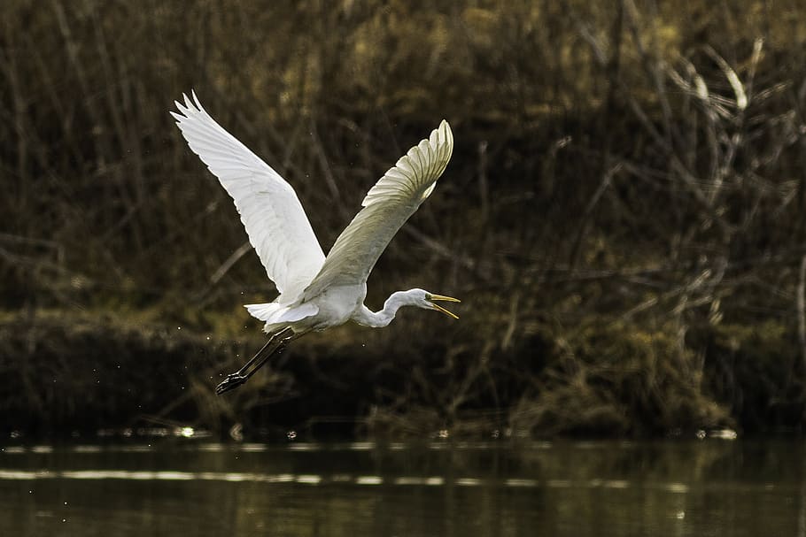 flying swan at daytime, bird, animal, waterfowl, ardeidae, heron HD wallpaper