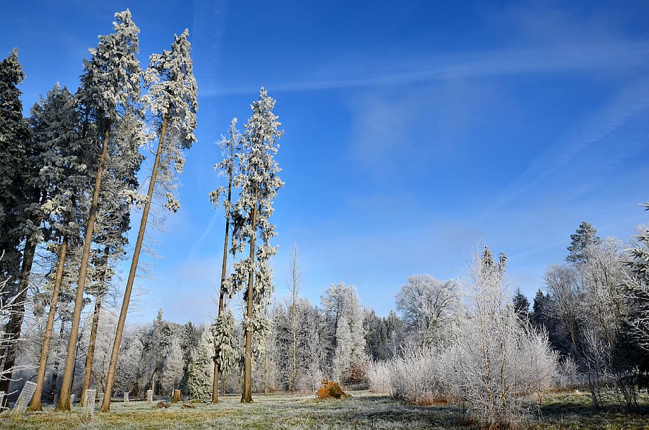 frost, forest, winter, cold, nature, frozen, white, trees, crystals HD wallpaper
