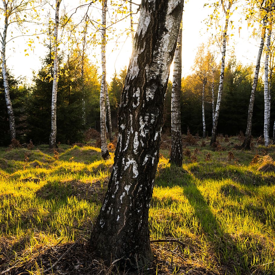 spring, sun, forest, landscape, nature, easter, light, plant HD wallpaper