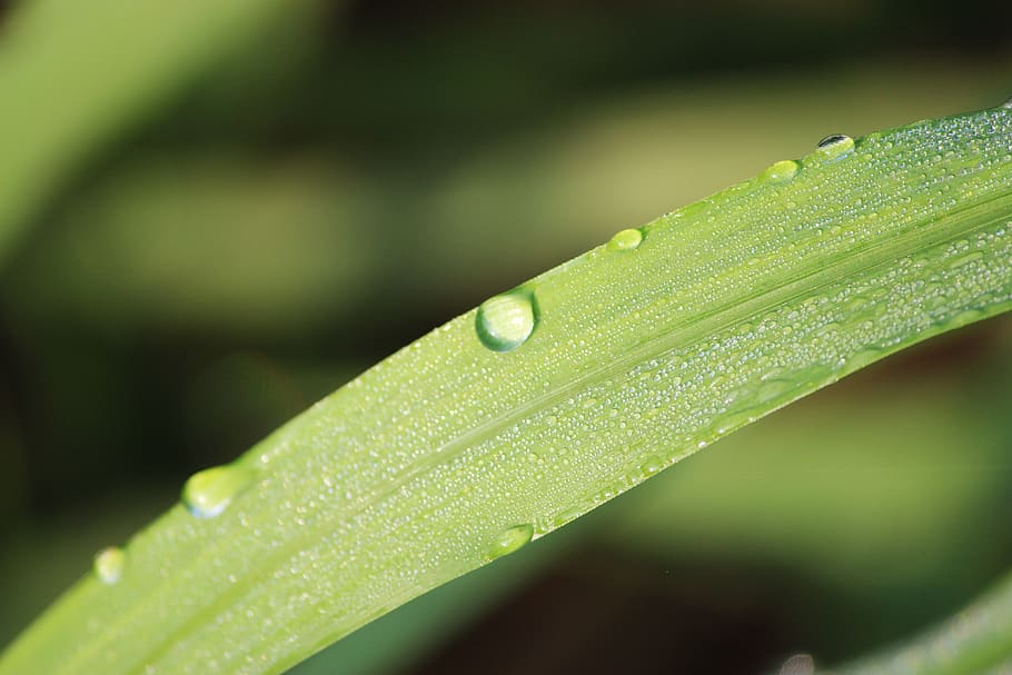 nature, rain, green, drops, weather, leaf, lightning, village HD wallpaper